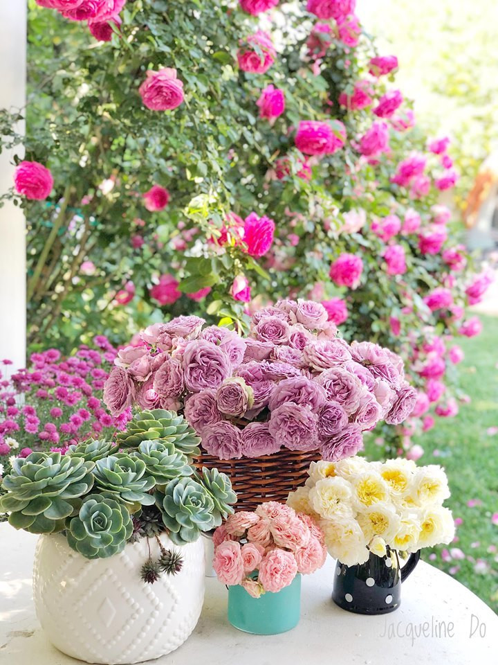 Riêng hoa hồng đã có tới 50 gốc.