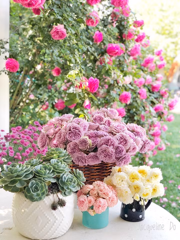 Riêng hoa hồng đã có tới 50 gốc.