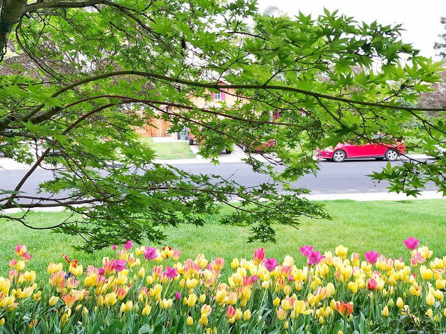 Dãy hoa trước cửa nhà.