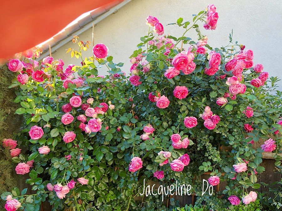 Hoa hồng được chị ưu ái trồng nhiều nhất trong vườn.