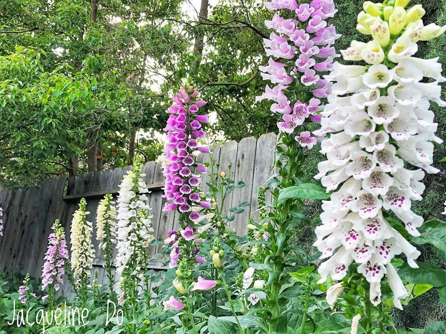 Mỗi ngày chị làm vườn vào lúc sáng sớm và dành 40 phút tưới hoa.