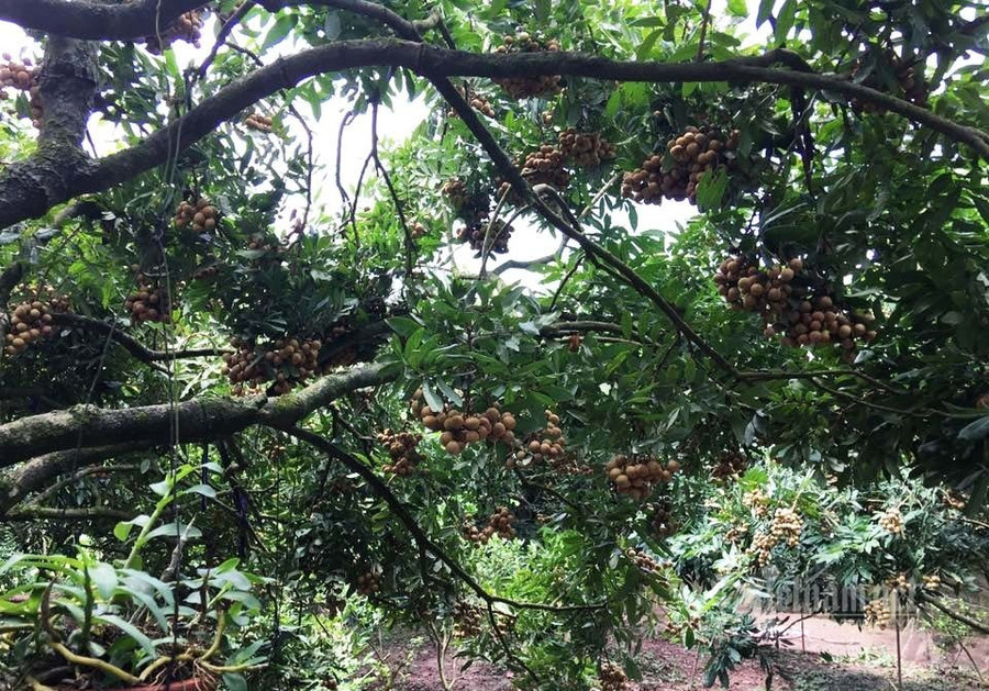 Ở thủ phủ nhãn Hưng Yên, nhãn đường phèn chỉ chiếm chưa đến 1% diện tích trồng nhãn.