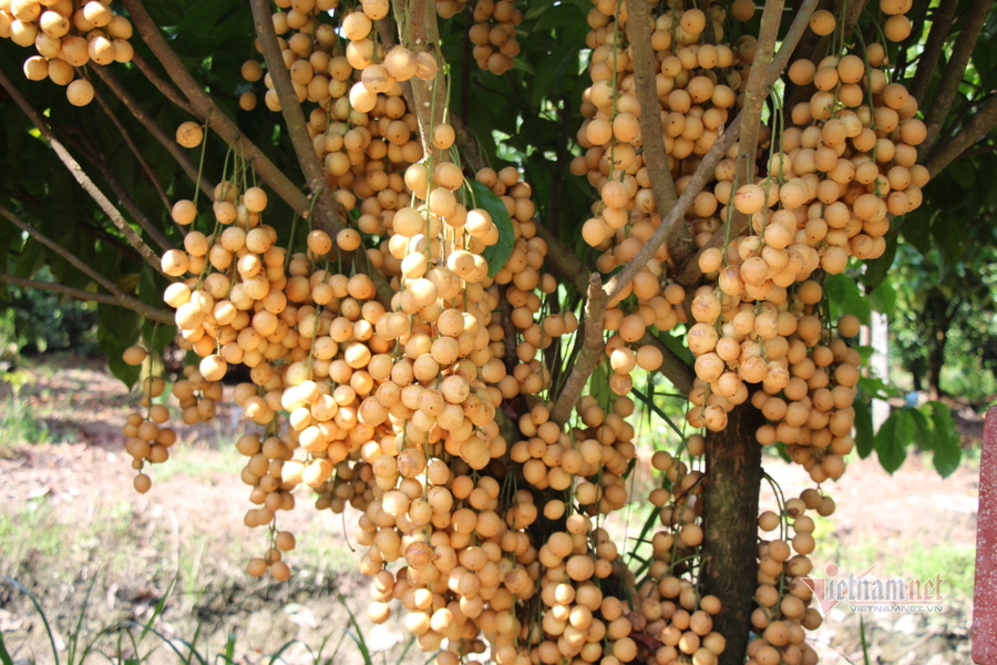 Đặc điểm loài dâu là khi có mưa xuống thì trái bắt đầu ngọt dần cho đến cuối mùa