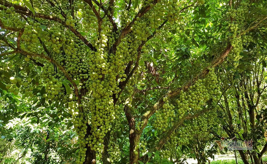 Tháng tư âm lịch, các vườn dâu da ở miền Tây bắt đầu chín rộ. Cây nào cũng sum suê, trái no tròn, có loại màu xanh, có loại màu vàng óng ả.