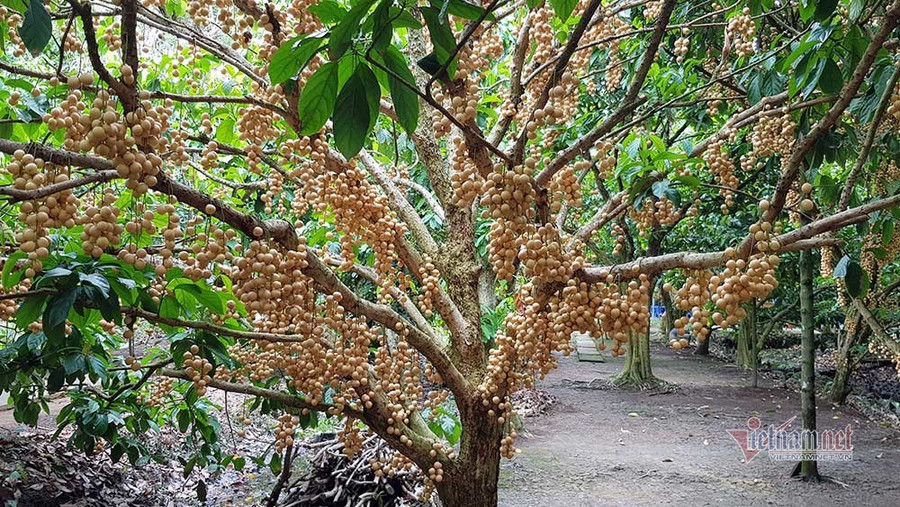 Đã mắt với vẻ đẹp trĩu cành của vườn dâu ở vùng miệt vườn Hậu Giang