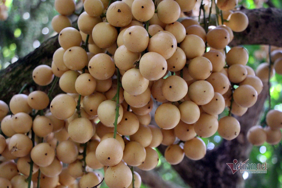 Dâu da miền Tây có nhiều giống, mùi vị, độ chua ngọt khác nhau