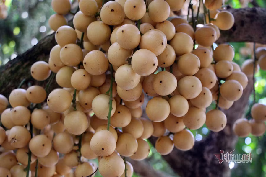 Dâu da miền Tây có nhiều giống, mùi vị, độ chua ngọt khác nhau