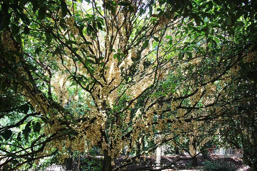 Nổi nhất miền Tây, vườn dâu trái từ gốc đến ngọn