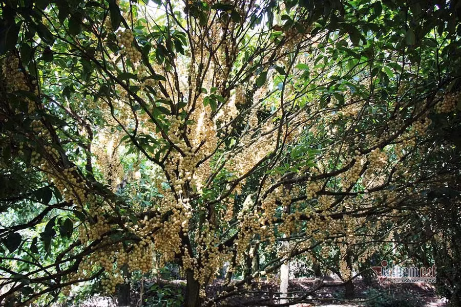 Nổi nhất miền Tây, vườn dâu trái từ gốc đến ngọn