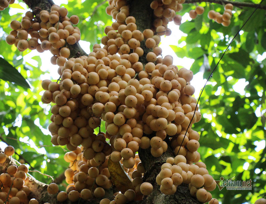 Những quả dâu căng tròn, vàng ươm