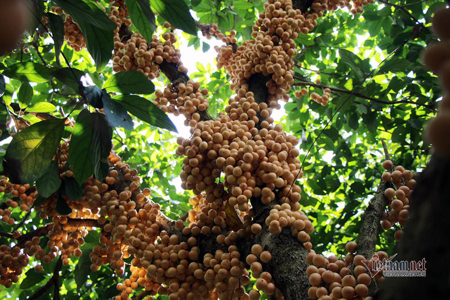 Đa phần tất cả các cây đều cho trái từ gốc đến ngọn