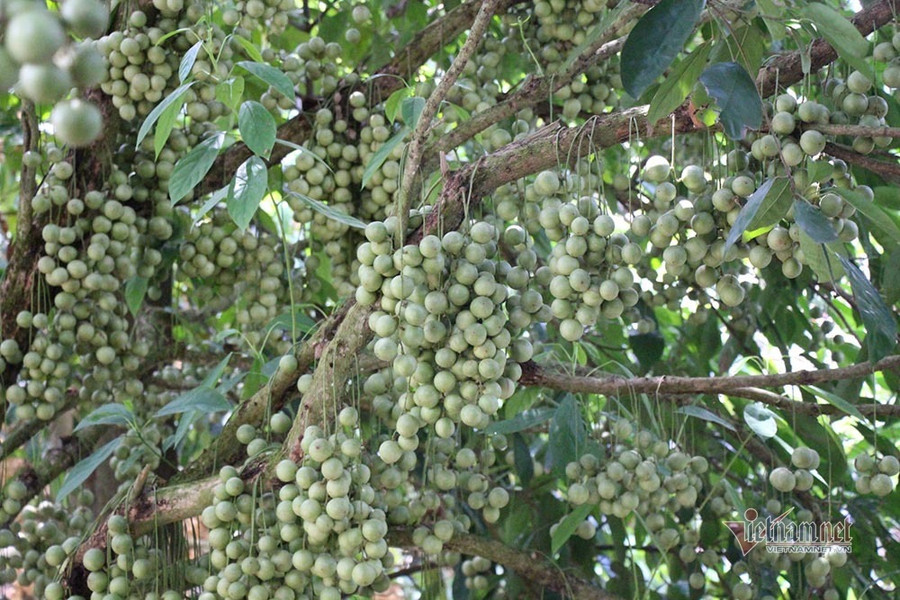 Dâu Gia Bảo trái xanh, vị chua chua ngọt ngọt