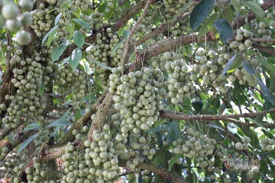 Dâu Gia Bảo trái xanh, vị chua chua ngọt ngọt