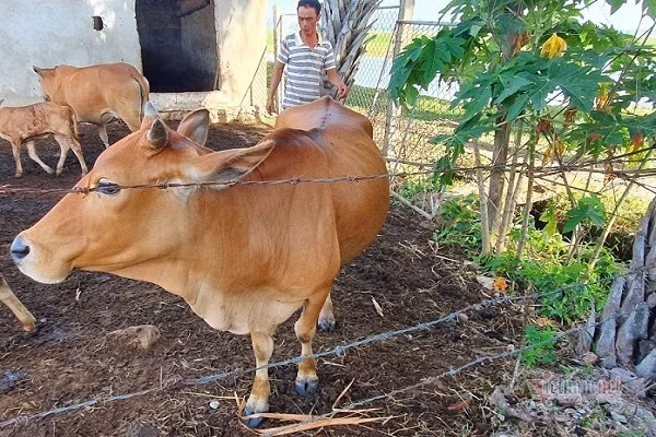 Kỳ án xét nghiệm ADN để phân xử tranh chấp bốn con bò ở Hà Tĩnh