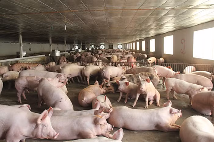 Thiếu hụt nguồn cung, giá thịt lợn vọt tăng lên mức cao chưa từng có