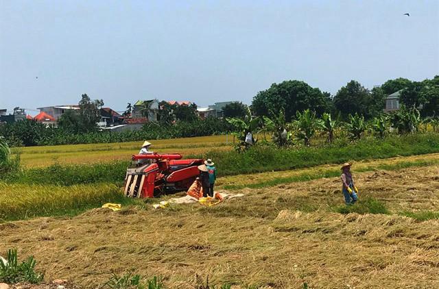 Người dân Quảng Ngãi đổ ra đồng thu hoạch lúa chín Người dân Quảng Ngãi đổ ra đồng thu hoạch lúa chín