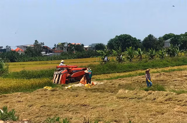 Người dân Quảng Ngãi đổ ra đồng thu hoạch lúa chín