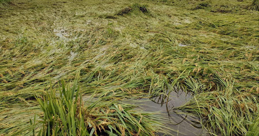 Lúa ngập nước do ảnh mưa bão.