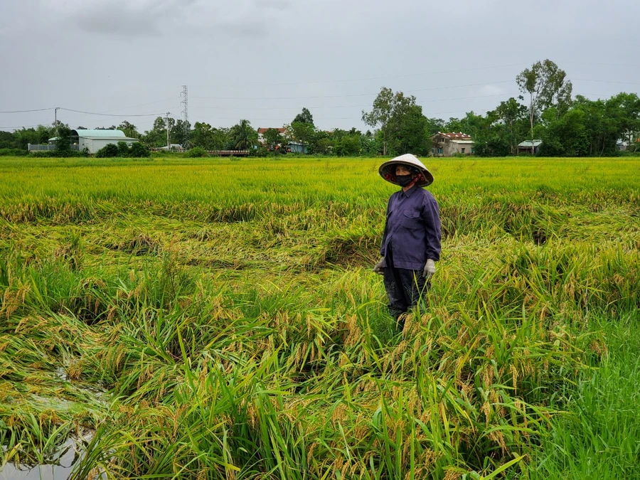 Bà Phẩm đứng thẩn thờ giữa đám ruộng của mình. 