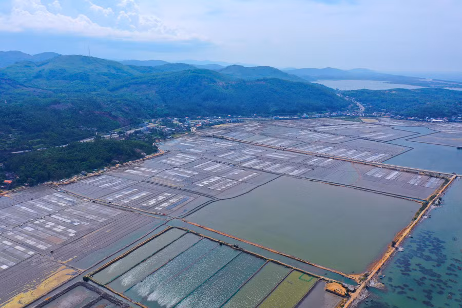 Với diện tích khoảng 105ha, cánh đồng muối Sa Huỳnh ở phường Phổ Thạnh, thị xã Đức Phổ, tỉnh Quảng Ngãi là kế sinh nhai của khoảng 2.400 diêm dân thuộc 3 tổ dân phố là Tân Diêm, Thạnh Đức 1 và Long Thạnh 1.