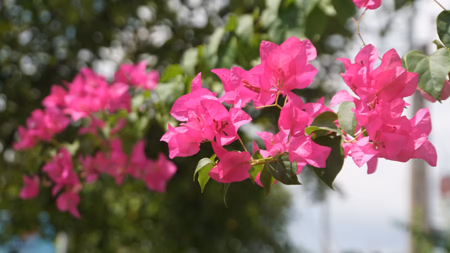 Những bông hoa giấy như là một biểu tượng đặc trưng không thể thiếu vào những ngày cận hè.