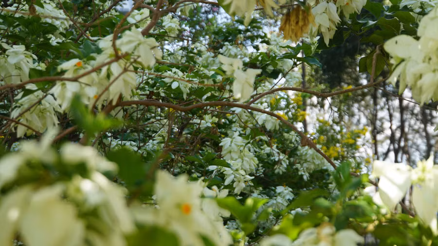 Ngoài hoa giấy, trong khuôn viên Trường ĐH Tôn Đức Thắng còn được trồng thêm nhiều loài hoa khác nhau tạo nên không gian rực rỡ sắc hoa.