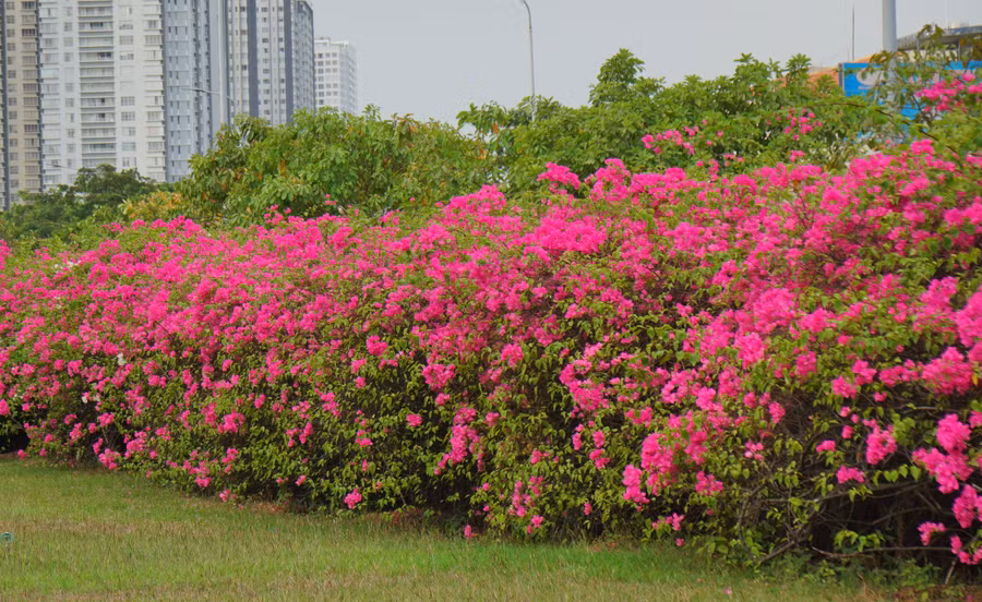 Những bụi hoa giấy được trồng tạo thành hàng rào xung quanh trường. Mỗi khi đến mùa hoa, sinh viên trong trường và cộng đồng những người yêu du lịch, mê check-in tụ họp về đây để chụp ảnh.