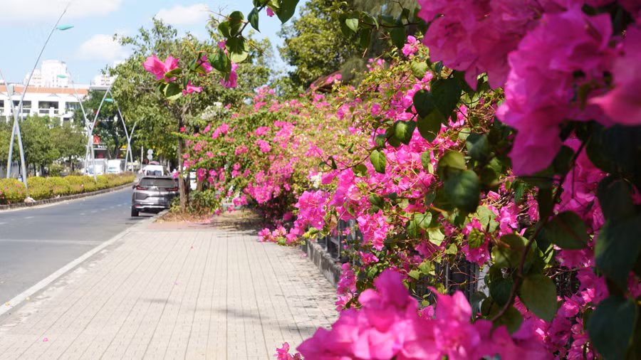 Hàng năm, vào khoảng tháng 3-4, giàn hoa giấy cao lớn trổ hoa rực rỡ trải dài cả một đoạn đường. Từ nhiều năm qua, giàn hoa giấy trước cổng trường đã trở thành một dấu ấn riêng của Trường