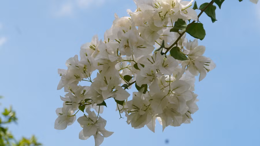 Những gam màu sặc sỡ của hoa giấy đọ sắc với nắng, lá xanh, tất cả tạo nên một bức tranh sinh động giữa lòng thành phố.