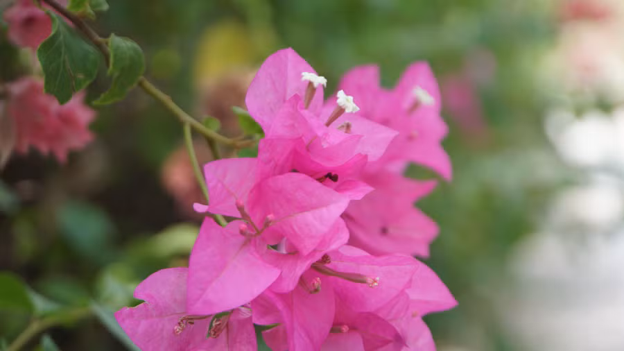 Giàn hoa giấy được sự chăm sóc kỹ lưỡng, cắt tỉa từ nhân viên và ý thức gìn giữ của sinh viên và giảng viên nhà trường. Mỗi sáng, đều có người đến tưới những giàn hoa và tất cả cây trồng trong trường.