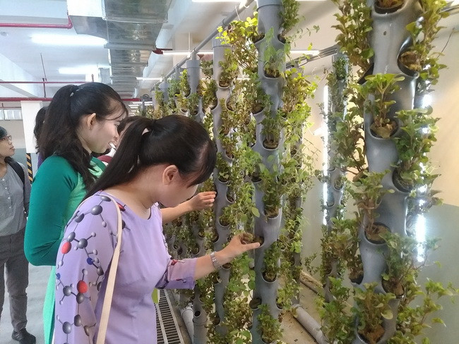Các giáo viên tham quan hệ thống trồng cây khí canh trong dự án "Cải tạo chất lượng không khí ở hầm xe" trong buổi báo cáo dự án của học sinh.