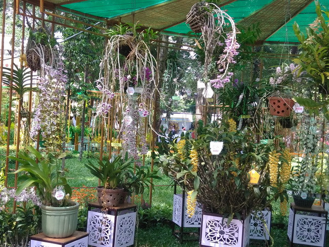 Với không gian đầy sắc màu của rất nhiều loại hoa lan mới, lạ tạo thành " rừng lan giữa lòng thành phố".