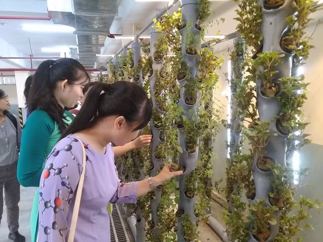 Các giáo viên tham quan hệ thống trồng cây khí canh trong dự án "Cải tạo chất lượng không khí ở hầm xe" trong buổi báo cáo dự án của học sinh.