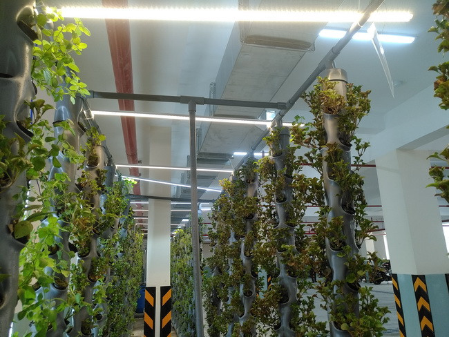 Nhóm HS đã chọn đèn led để chiếu sáng cho cây do dưới hầm thiếu ánh sáng tự nhiên.