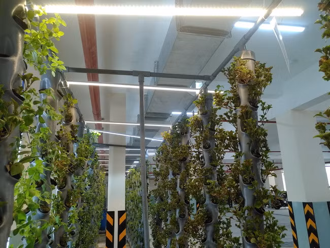 Nhóm HS đã chọn đèn led để chiếu sáng cho cây do dưới hầm thiếu ánh sáng tự nhiên.