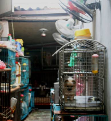 Hệ thống chuồng trại đơn giản nhưng đảm bảo các tiêu chuẩn về không khí, nhiệt độ và ánh sáng Hệ thống chuồng trại đơn giản nhưng đảm bảo các tiêu chuẩn về không khí, nhiệt độ và ánh sáng