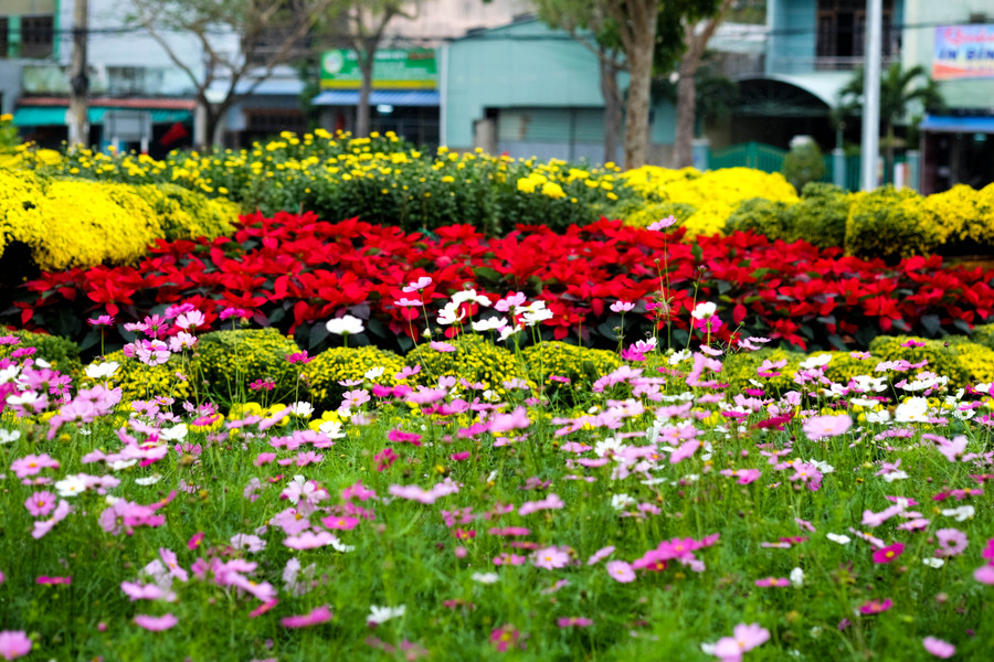 Vườn hoa tươi tắn đầy sức sống. Ảnh: Hoàng Vinh. Vườn hoa tươi tắn đầy sức sống. Ảnh: Hoàng Vinh.