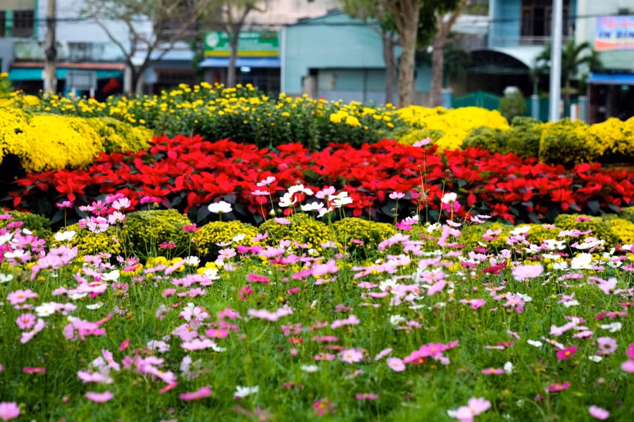 Vườn hoa tươi tắn đầy sức sống. Ảnh: Hoàng Vinh. Vườn hoa tươi tắn đầy sức sống. Ảnh: Hoàng Vinh.