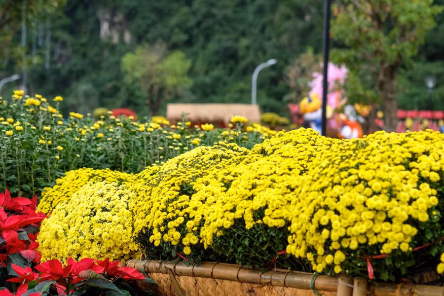 Hoa cúc mâm xôi khoa sắc vàng rực rỡ. Ảnh: Hoàng Vinh. Hoa cúc mâm xôi khoa sắc vàng rực rỡ. Ảnh: Hoàng Vinh.