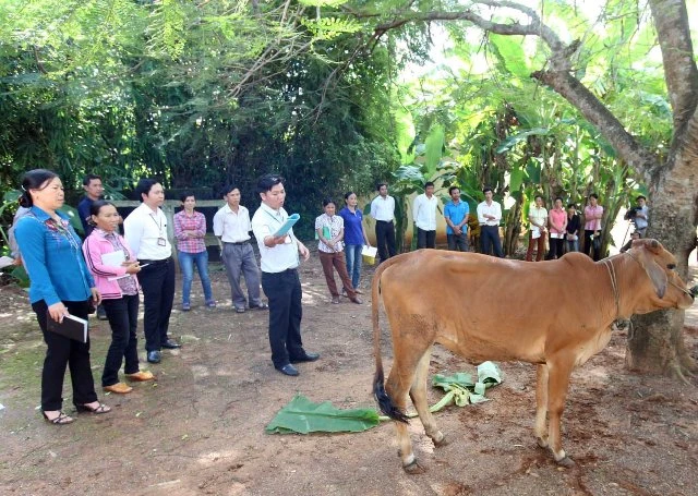 Truyền thông giảm nghèo về thông tin giúp người dân tiếp cận với kỹ thuật chăn nuôi hiệu quả