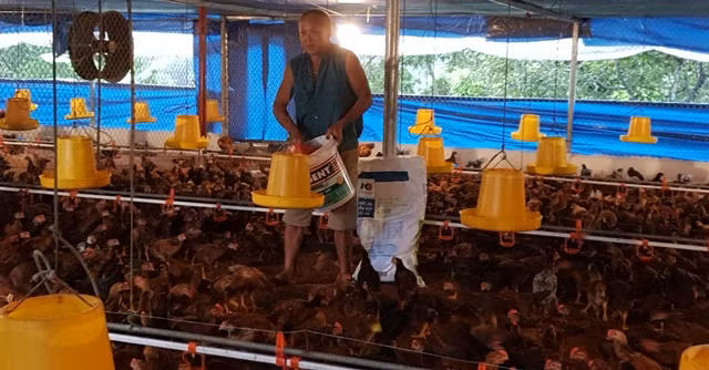 Hộ nông dân được vay vốn hỗ trợ tạo việc làm, phát triển chăn nuôi.