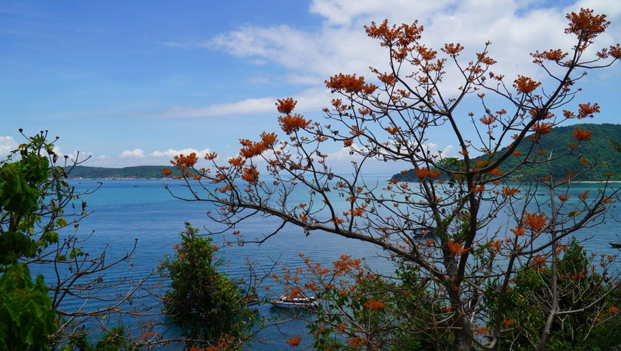 Mùa hoa ngô đồng nở.