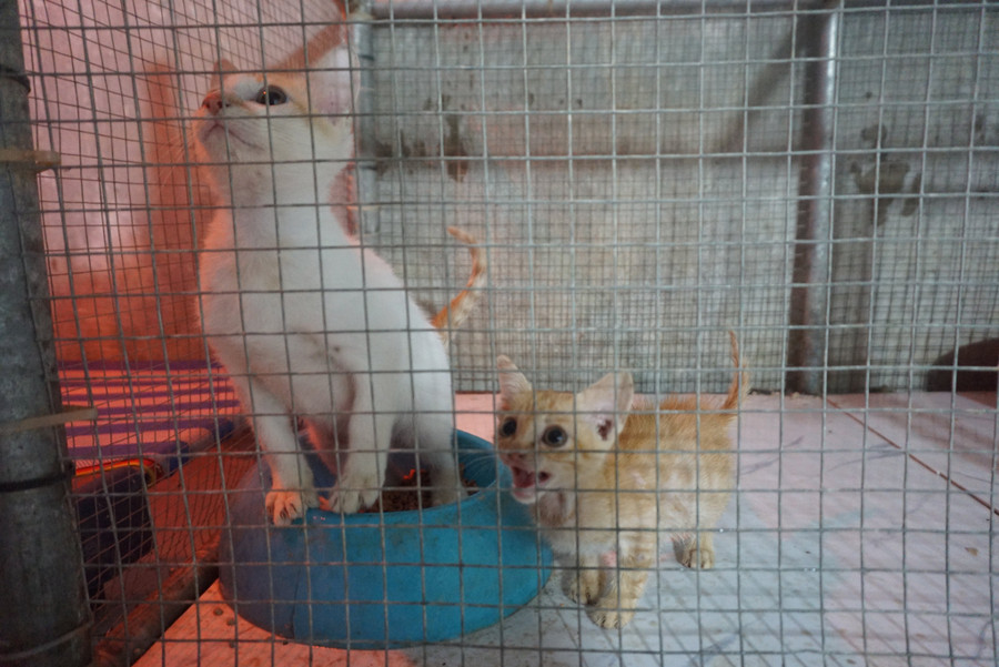 Những chú mèo bị bỏ rơi được Team 16 Đà Nẵng đem về chăm sóc. Ảnh: Hoàng Vinh. Những chú mèo bị bỏ rơi được Team 16 Đà Nẵng đem về chăm sóc. Ảnh: Hoàng Vinh.