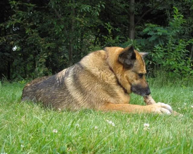 Top 10 Most Dangerous Dog Breeds In The World