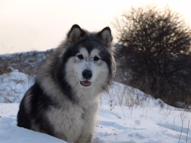 Top 10 Most Dangerous Dog Breeds In The World