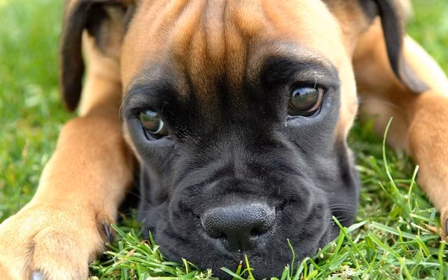 Top 10 Most Dangerous Dog Breeds In The World