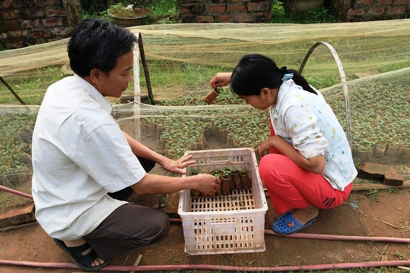 Sau đào tạo nghề, nhiều LĐNT áp dụng kiến thức mới vào trồng trọt cho năng suất cao hơn