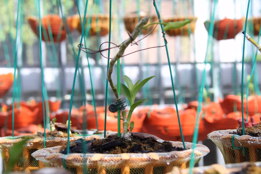 Mỗi giò lan rừng phi điệp có giá từ 500 nghìn đến 1 triệu đồng, được quy đổi ra 1 - 5 thùng mì tôm, nước lọc để ủng hộ các chốt phòng dịch.