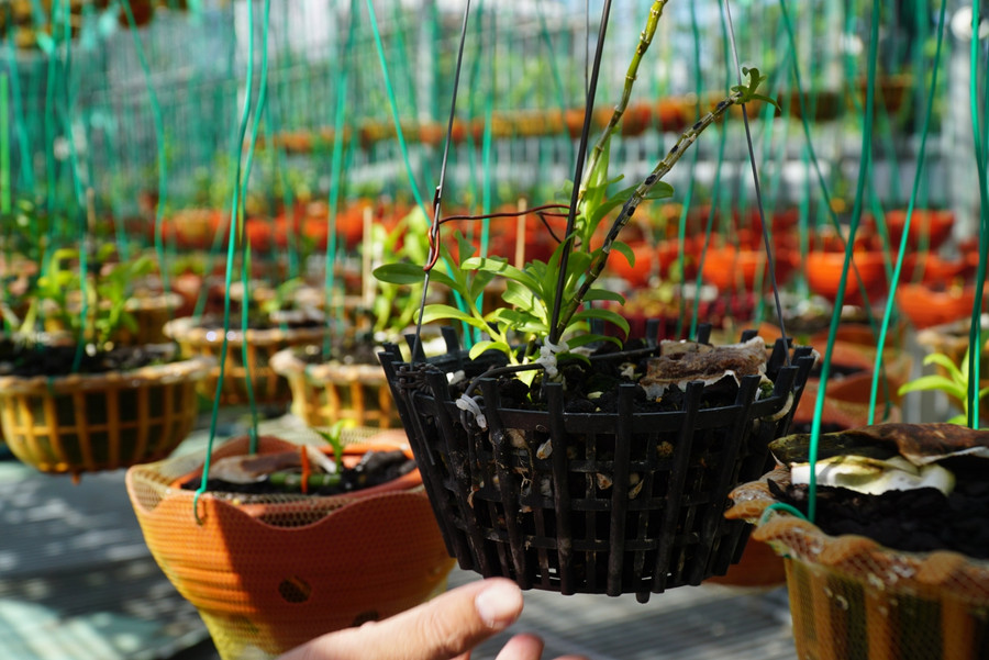 Một giò lan rừng được người mua "định giá" cho vài thùng mì tôm Một giò lan rừng được người mua "định giá" cho vài thùng mì tôm