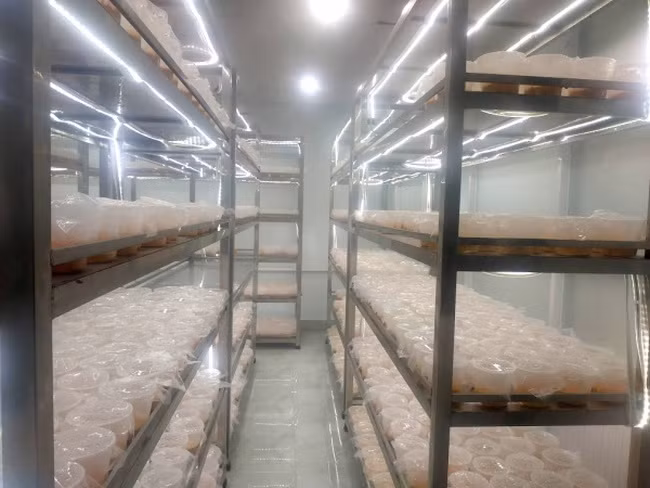 Quá trình thí nghiệm từ sinh hóa, lý hóa, y sinh rất nghiêm ngặt tại khu nuôi trồng Đông trùng hạ thảo tại ĐH Thủ Dầu Một.